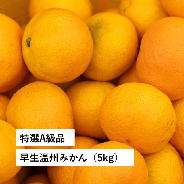 2026年11月発送】採りたてをおとどけ！早生温州みかん（5kg