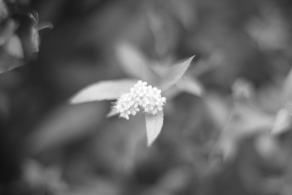 Konica HEXANON AR 57mm F1.2 AE Review作例写りの特徴 ヘキサノン銘玉