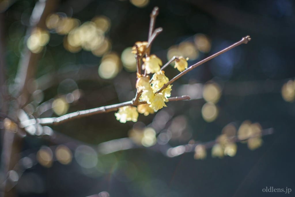 Yashica Auto Yashinon-DX 50mm F1.4 M42 Review作例 富岡光学製