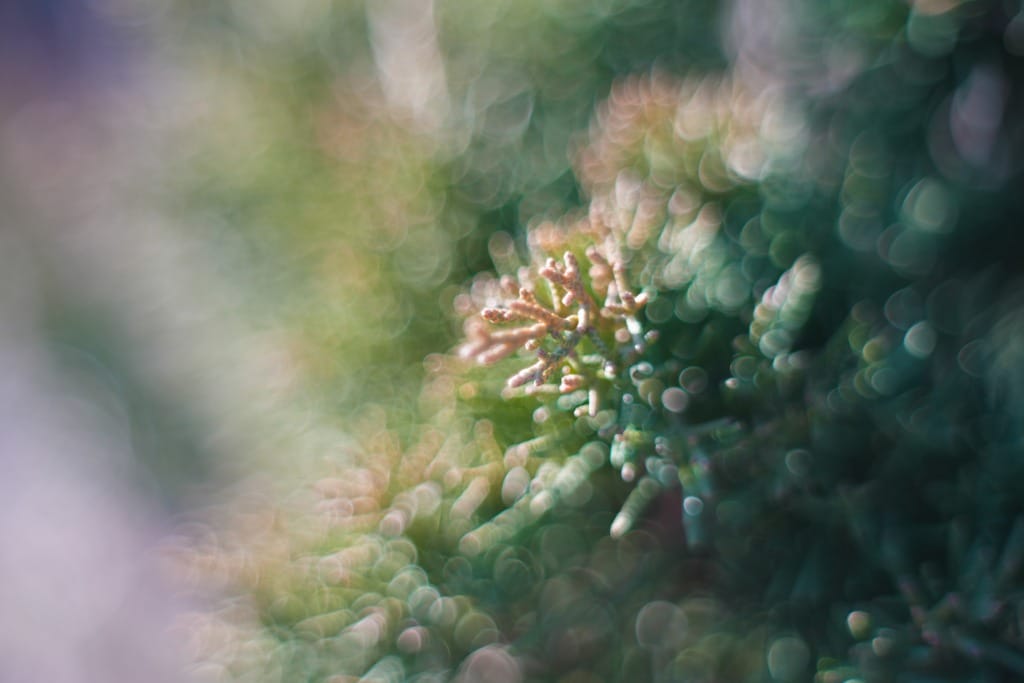 Oreston 50mm f1.8前期 M42 レビュー作例 クセ玉オールドレンズ