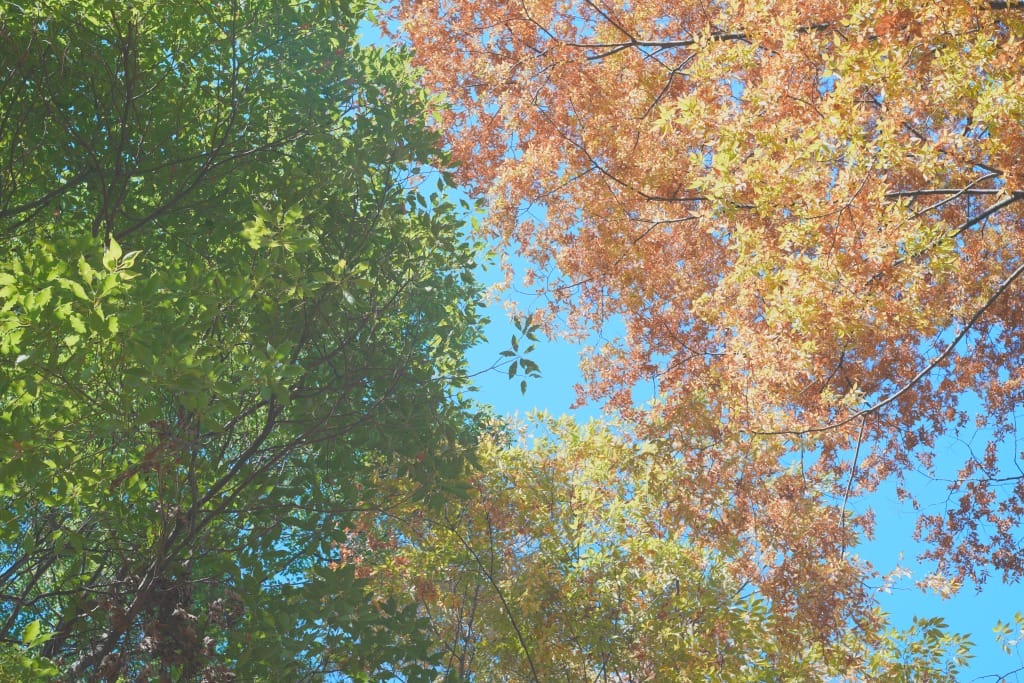 C.C. Petri Orikkor 50mm f2 Review作例 前期型M42 オールドレンズ