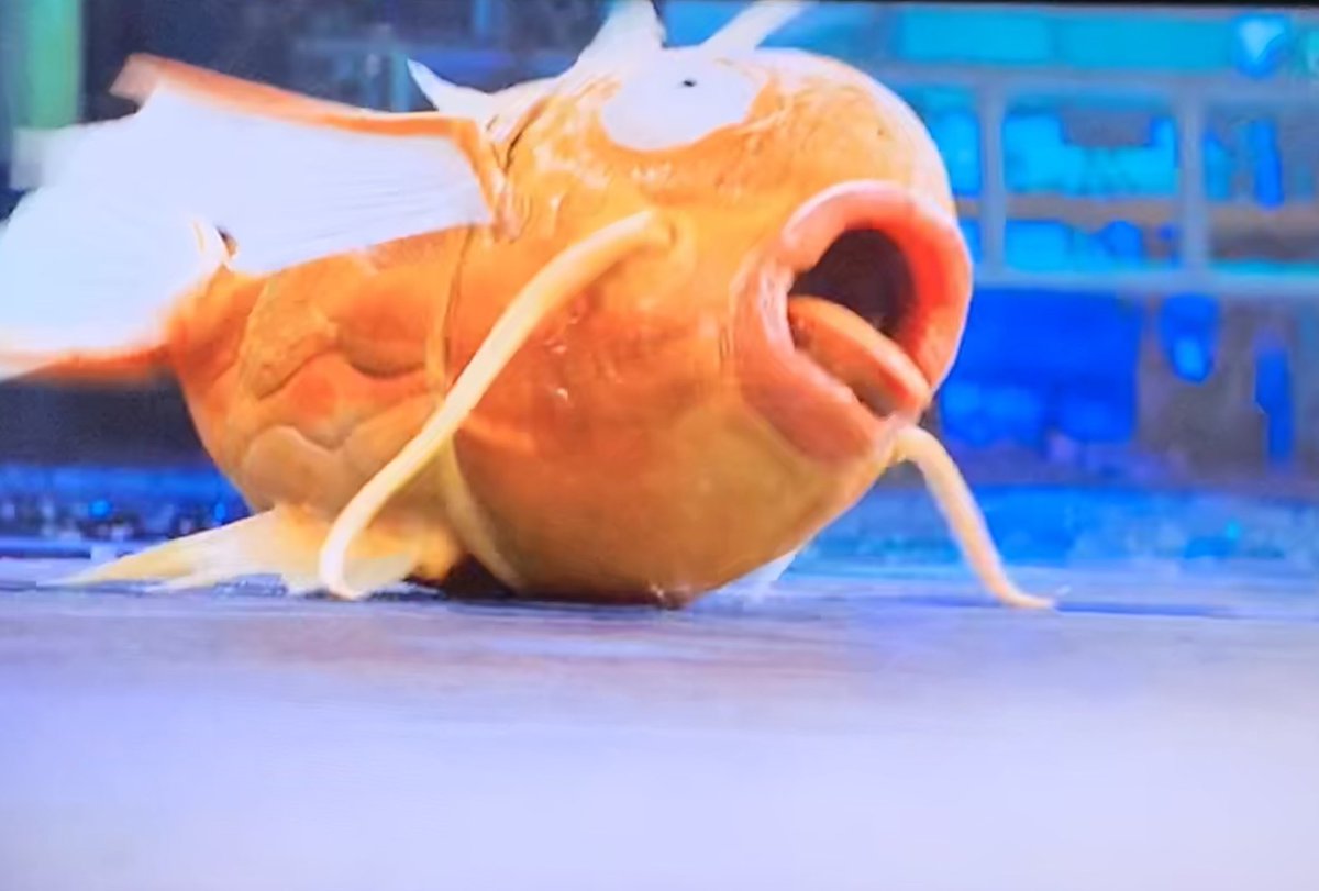 コイキングからのギャラドス…全然違いすぎるw #名探偵ピカチュウ