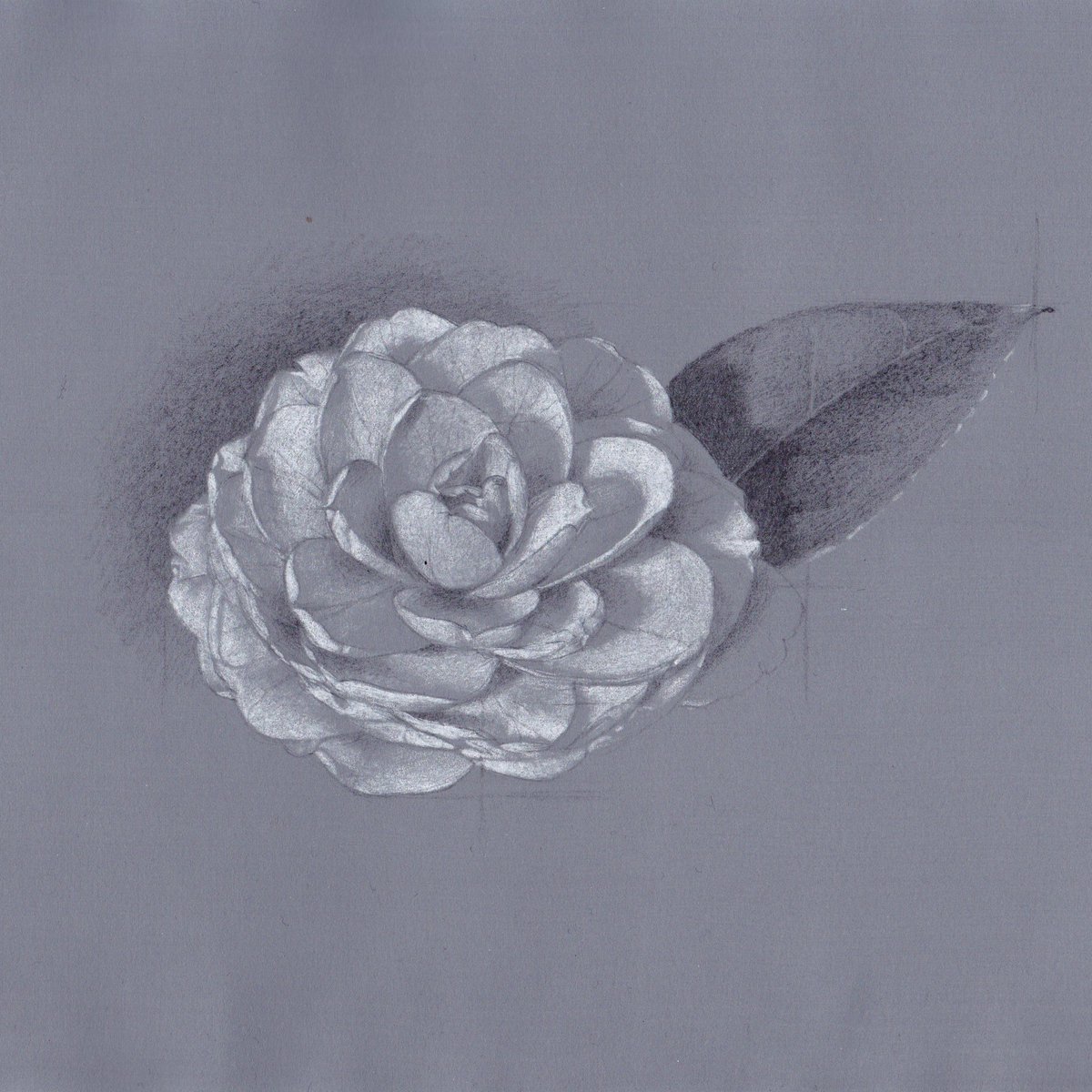 小さいデッサン。花。 #鉛筆画 #鉛筆デッサン