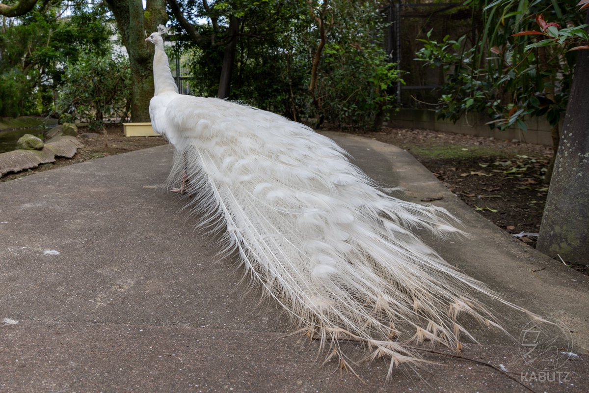 多くの人にご覧頂きありがとうございます。この白孔雀は和歌山県白浜町