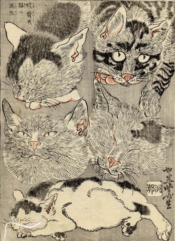 河鍋暁斎が描いた猫。猫たちのいろいろな表情を丁寧に観察しています