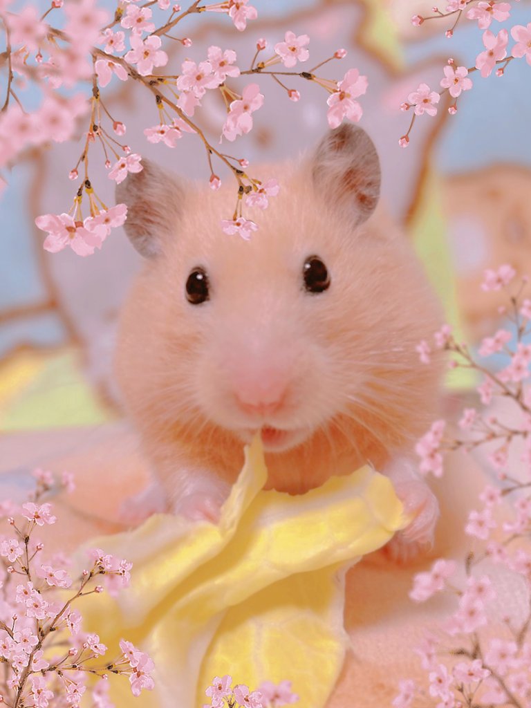 きんくま (@ham0901) / Posts / X