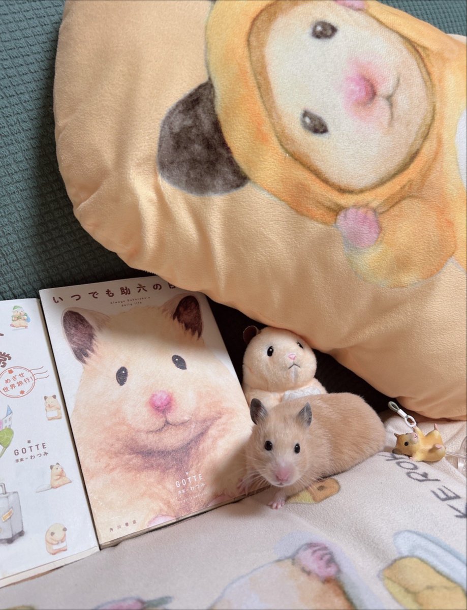 きんくま (@ham0901) / Posts / X