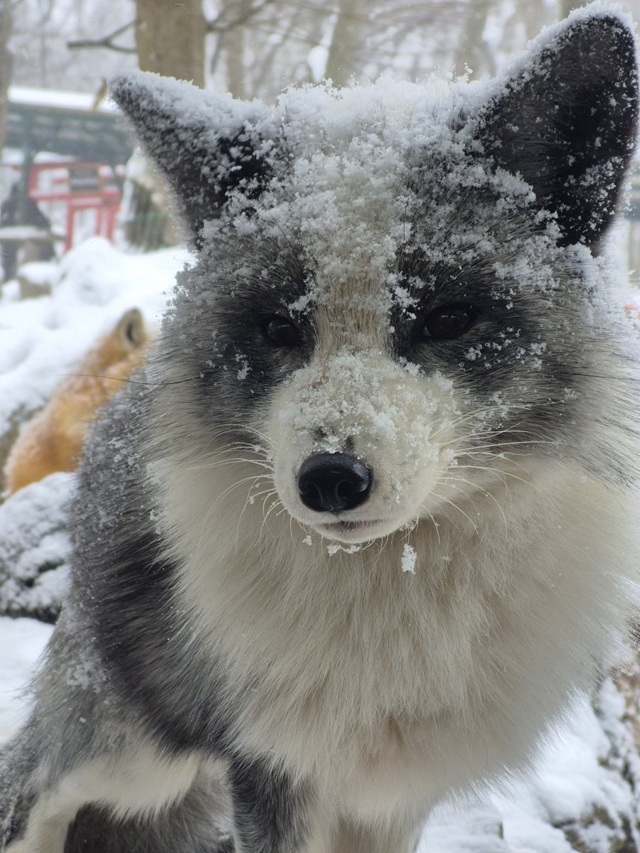キツネたちの冬毛は断熱性が高いので雪が溶けずに積もります
