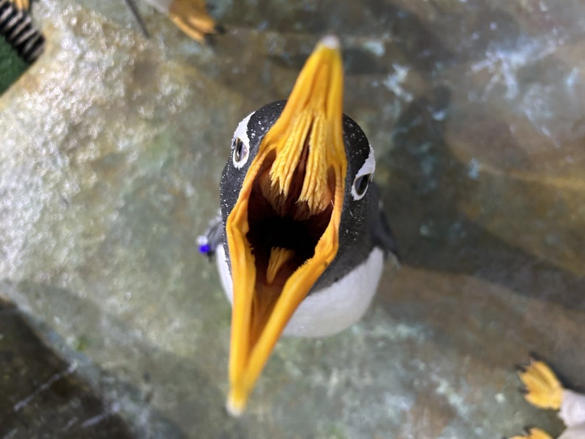 ペンギンの口の中には歯ではなく小さなトゲが喉に向かってたくさん生え