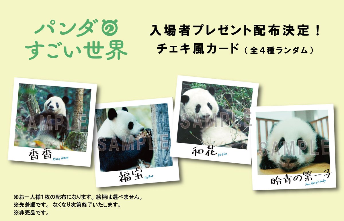 ˋˏ ꕤ 『#パンダのすごい世界』 チェキ風カード 先着プレゼント決定ꕤ