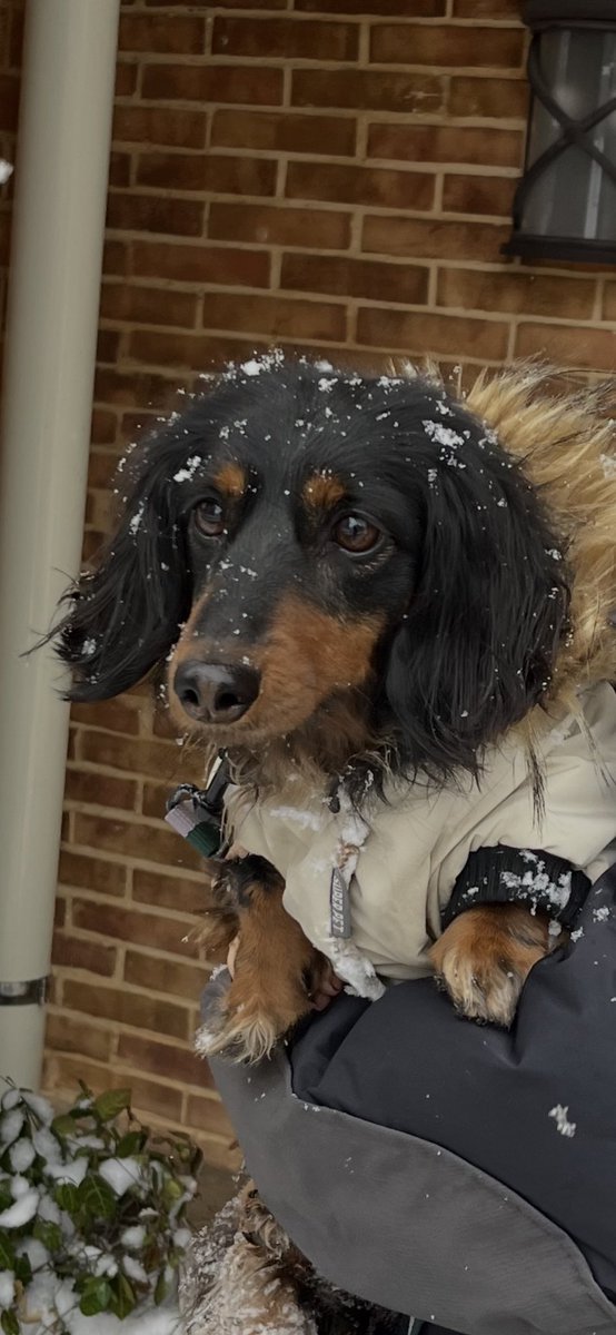 RT @kenta_1027: 雪に喜ばない系ダックスフント