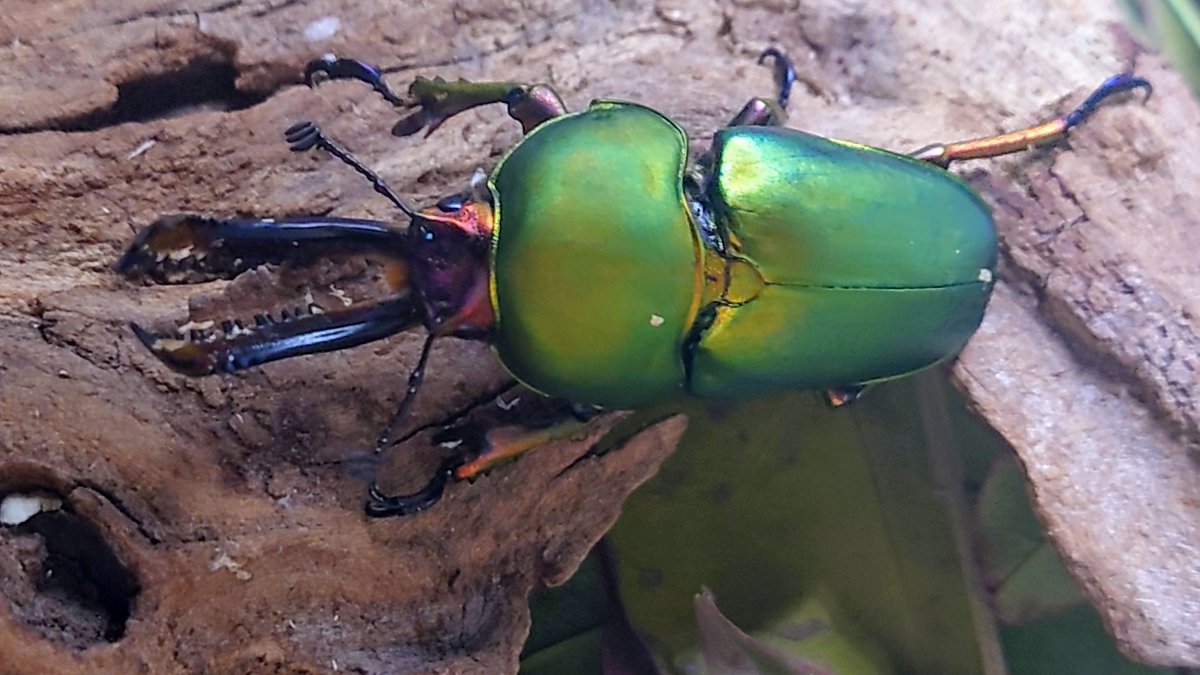 かぶぶくわわ (@mushi_lowkun) / Posts / X