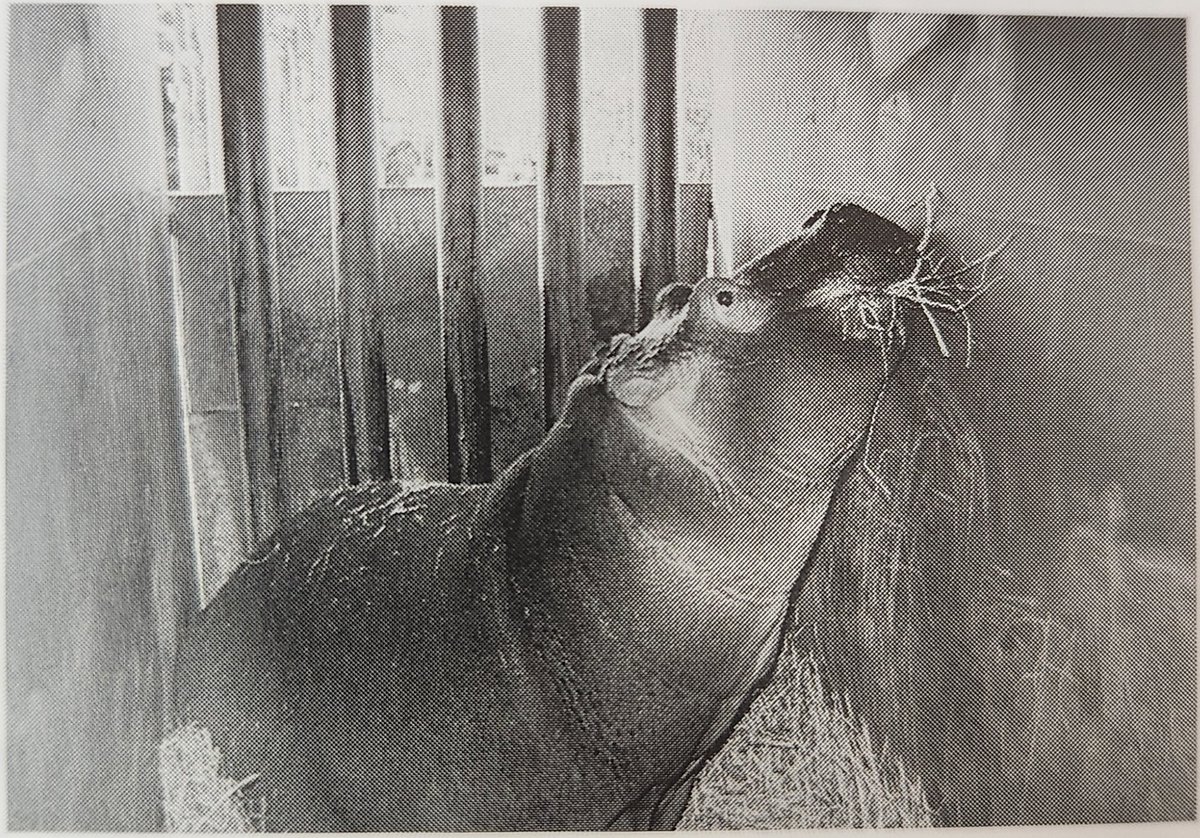カバ 「カブ（1992～）」アドベンチャーワールドへ とべ動物園『とべ