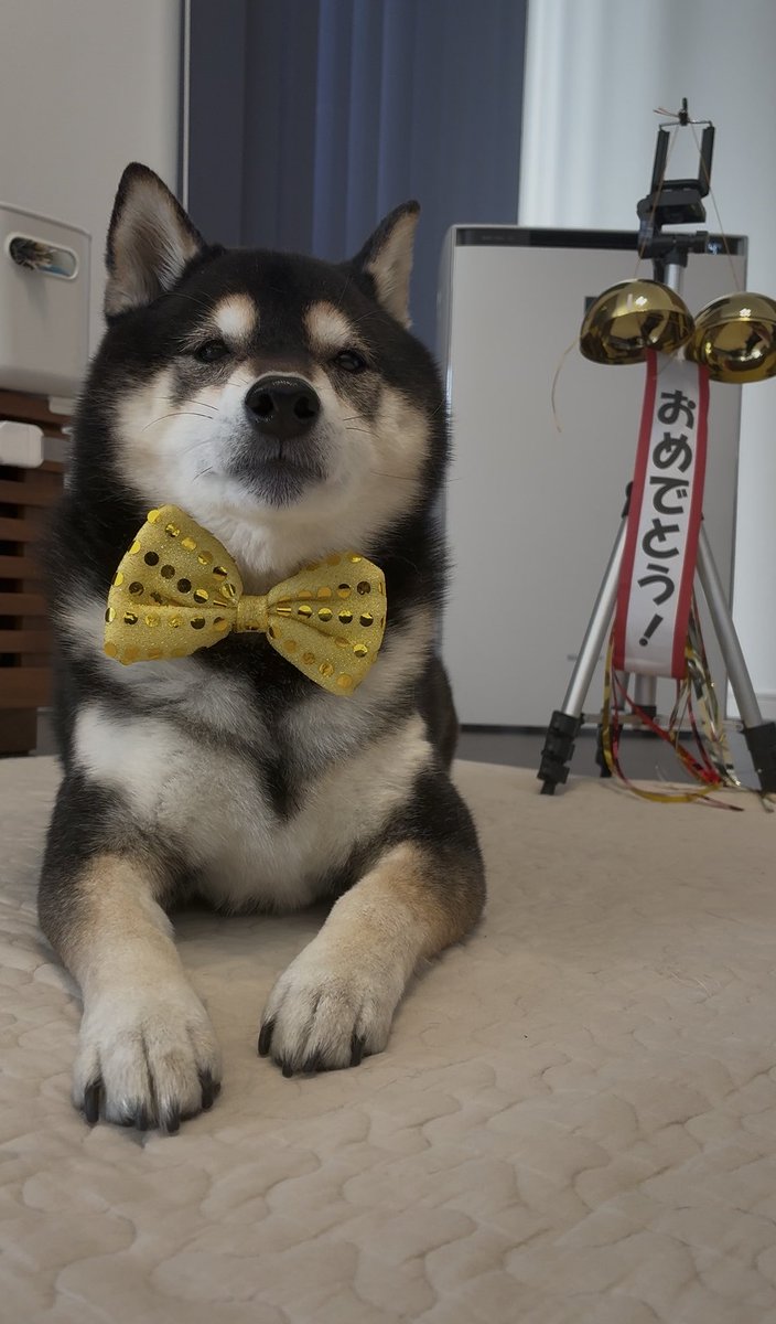 ぽんぽんポン助 (@ponpon_PONSUKE_) / Posts / X