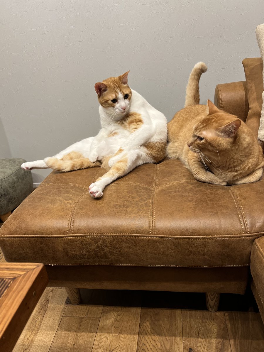 ぽーの呟き…ときどきテト (@kk26647297) / Posts / X