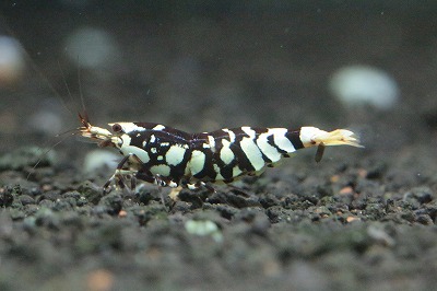 きねしんえびさんのブラックタイガービーになります ツヤツヤで良い色