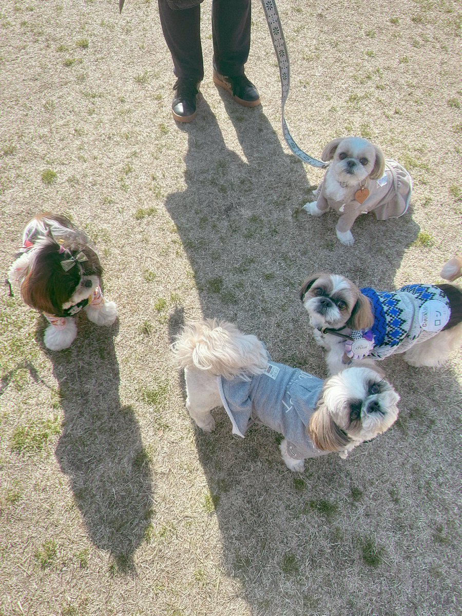シーズー限定ドッグランに行ったんだ🐾 #シーズー #shihtzu #asknowas