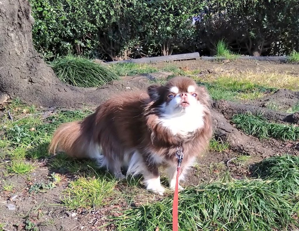 Post by チワワのてぃだ🐶🐾 on X: 眩しいねぇ☀