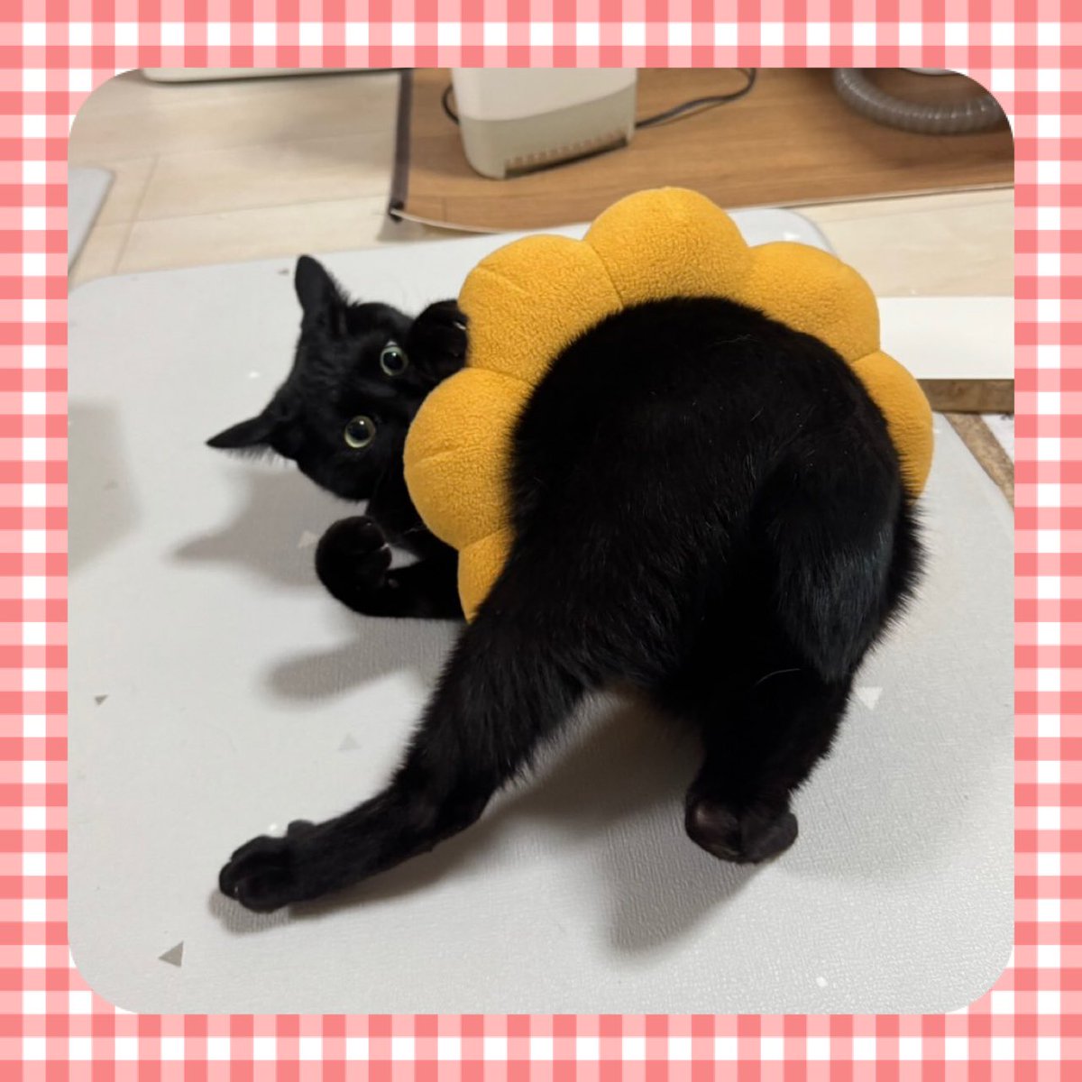 我が家の激カワ猫は元野良猫🐈‍⬛ 母猫に見捨てられてたニャン。外の