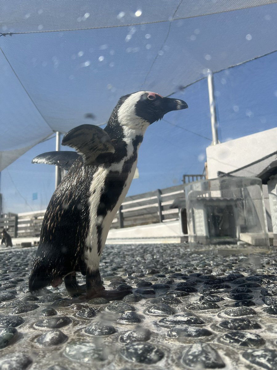 水族館に久々いっておりました。 ペンギン可愛い