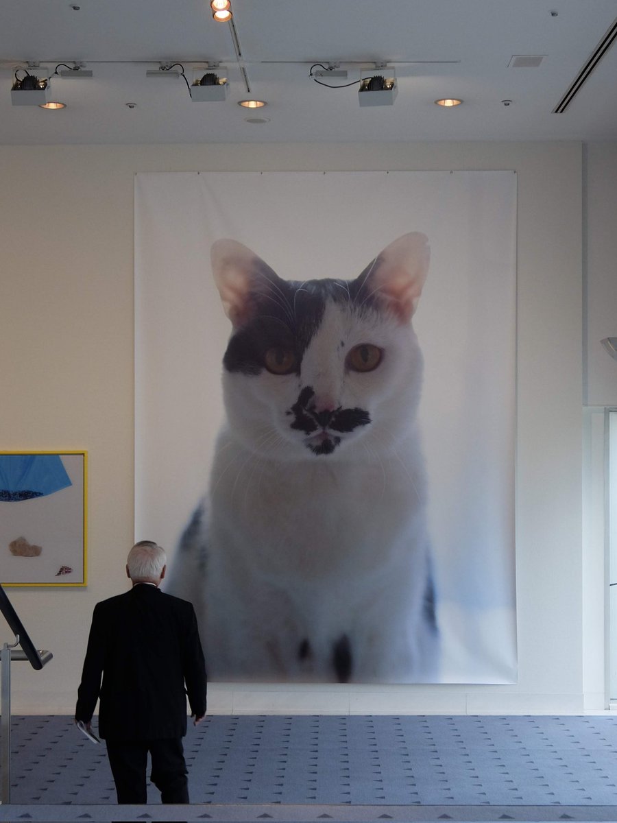 Post by 仮 on X: #ねこの日