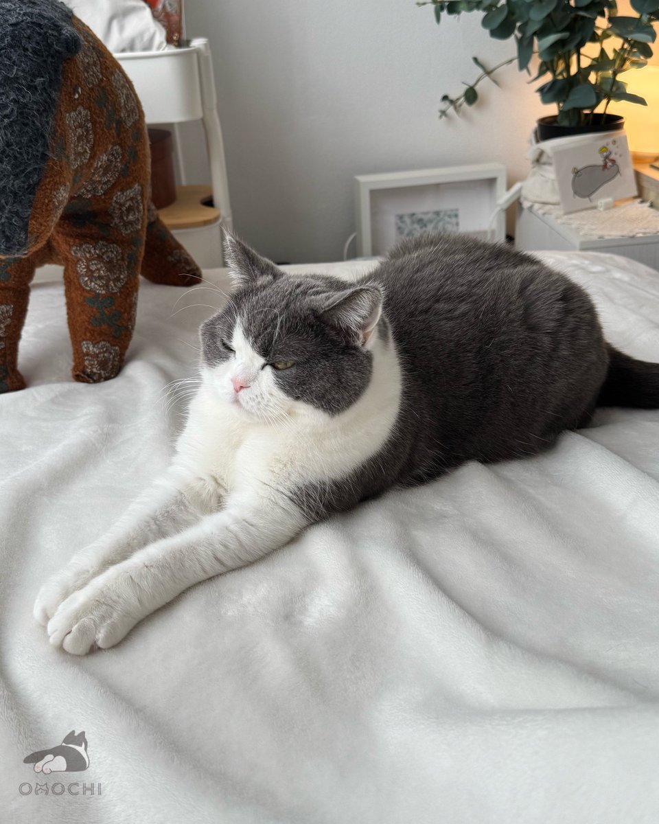 おもち (@omochiomoching) / Posts / X