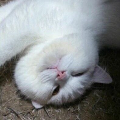 福ちゃん (@fukuchanwhite) / Posts / X