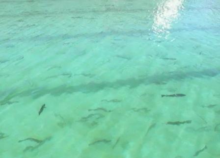 フライフィッシング情報byクレオール －1