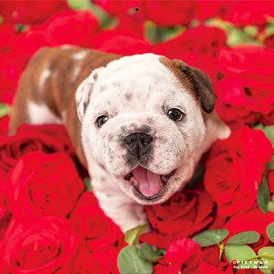 PICTWANカレンダー2026 ブルドッグ【L判】