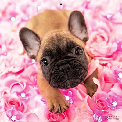 PICTWANカレンダー2026 フレンチ・ブルドッグ【L判】