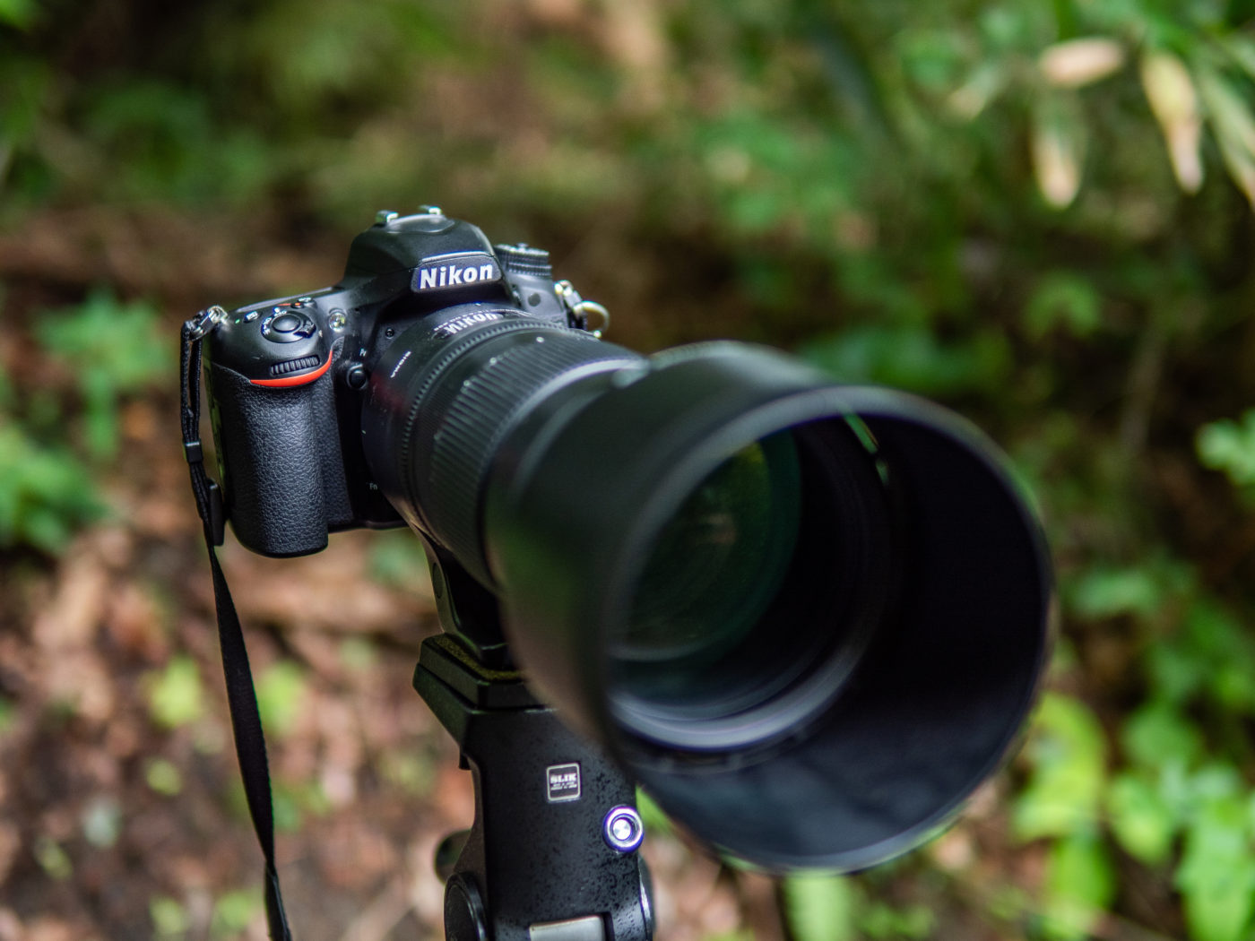 超望遠入門ズームレンズ！SIGMA 150-600mm Contemporary 実写レビュー