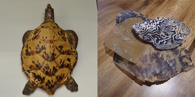 江戸鼈甲屋 鼈甲の耳かき 桐箱入り B-0006 1本