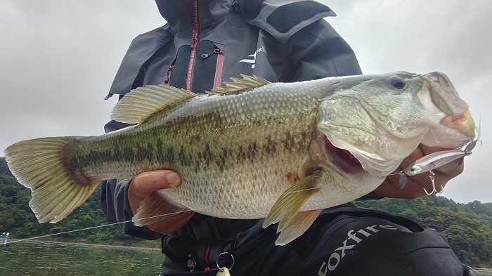 ルアマガprime | 大津清彰 バス釣り真相解明 2024/10/2 H-1GPX優勝