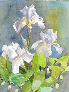 白のジャーマンアイリスを！ - 岡山のhiroの水彩画