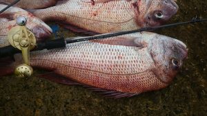 OceanArrow 65L Snapper」熊本天草マダイ＆ロックフィッシュゲーム