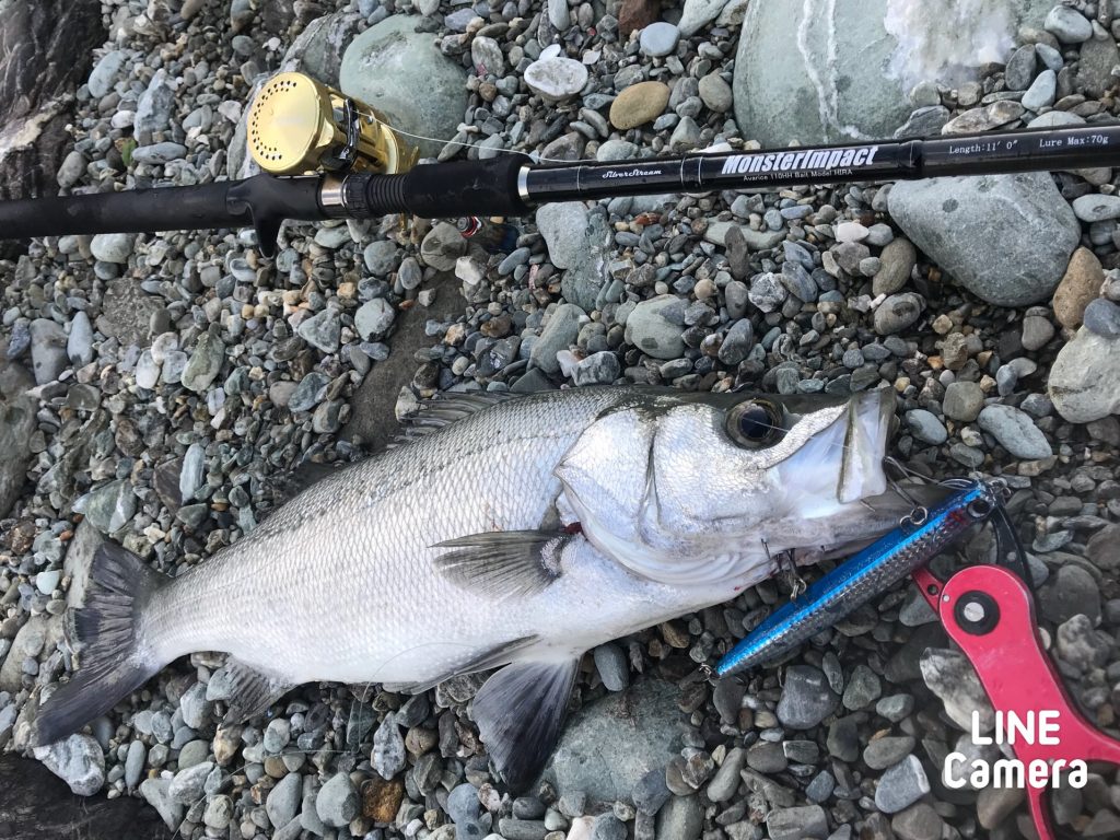 MonsterImpact 110HH BAIT Model HIRAの釣果報告です。 | リップル