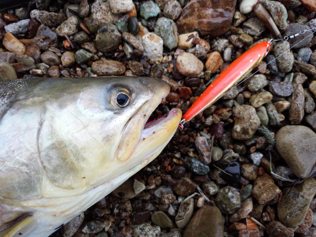 SilverStream 103 Flows nano 大岩魚 釣果報告。 | リップル