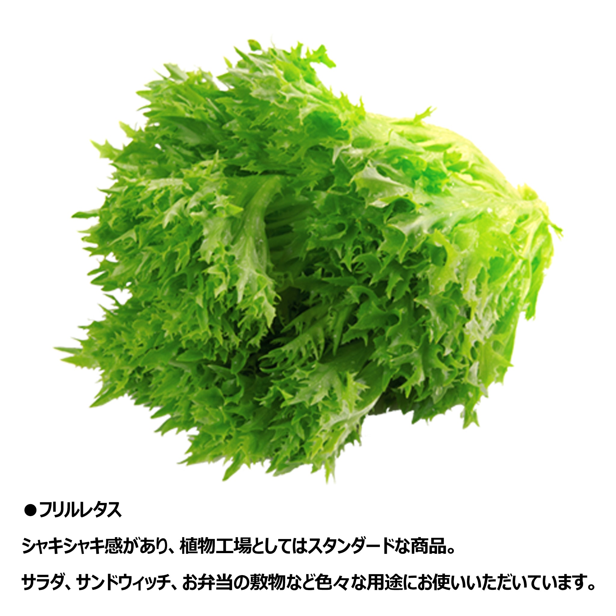 沖縄本島配送限定〉フリルレタス 業務用 5kg – 琉2マーケット