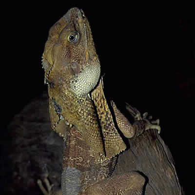 エリマキトカゲ - は虫類 - 動物 - Y!きっず図鑑