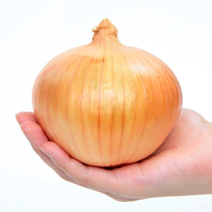 タマネギ アイドルももえ(R)｜種（タネ）,球根,苗,資材,ガーデニング