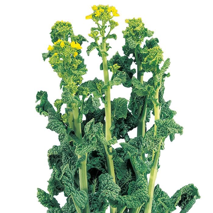 ハナナ 88号No.20｜種（タネ）,球根,苗,資材,ガーデニンググッズの通販