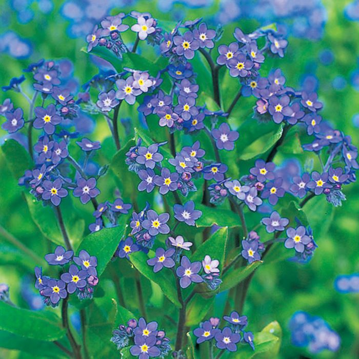 わすれな草 ブルームッツ｜種（タネ）,球根,苗,資材,ガーデニング