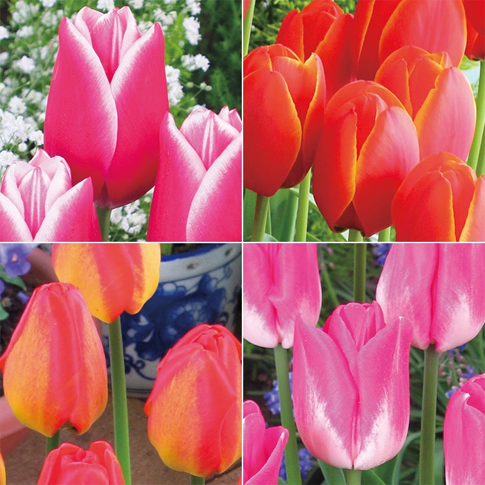 国産球チューリップ 国産球 二色咲きミックス｜種（タネ）,球根,苗