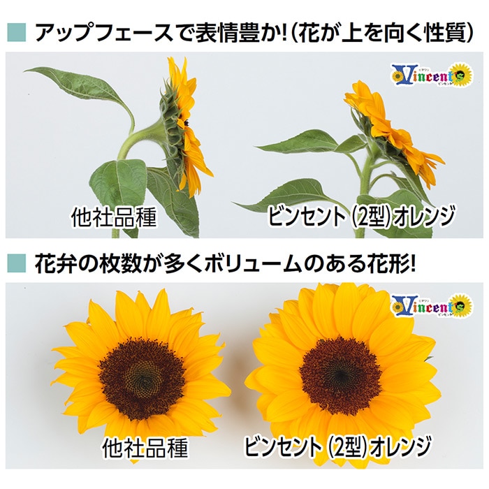 ヒマワリ ビンセント(R) ミックス｜種（タネ）,球根,苗,資材