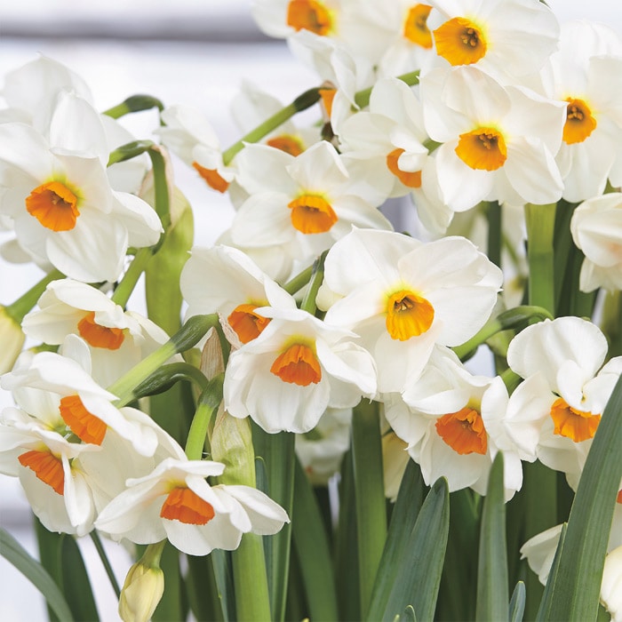 チューリップ mix & match チェリー｜種（タネ）,球根,苗,資材