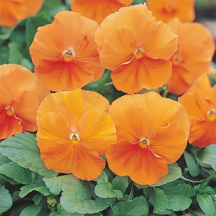 セルトップ(R)苗 パンジー 中輪人気カラー 6種セット｜種（タネ）,球根