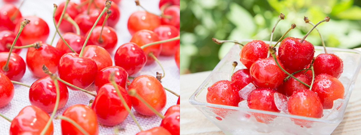 佐藤錦 秀撰」2L玉 500gばら詰め｜山形のさくらんぼ通販なら「佐藤錦