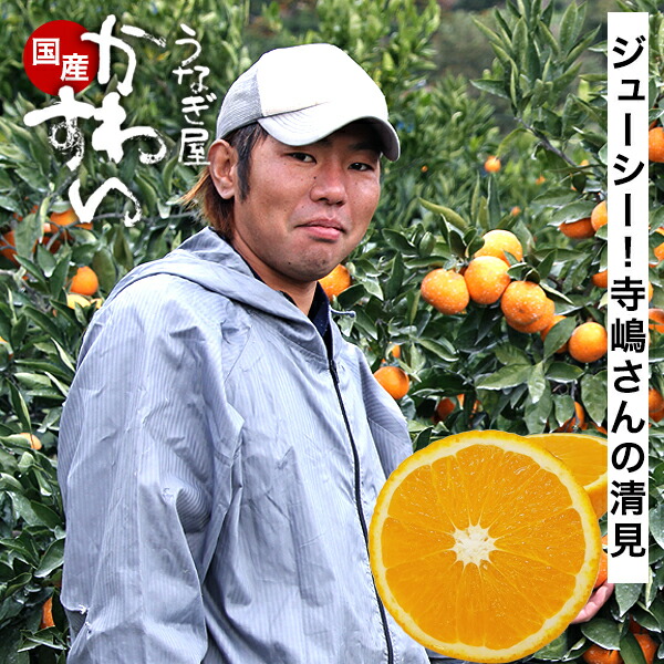 楽天市場】＼樹上で熟成／ 寺嶋さんの樹成りはっさく 八朔 はっさく