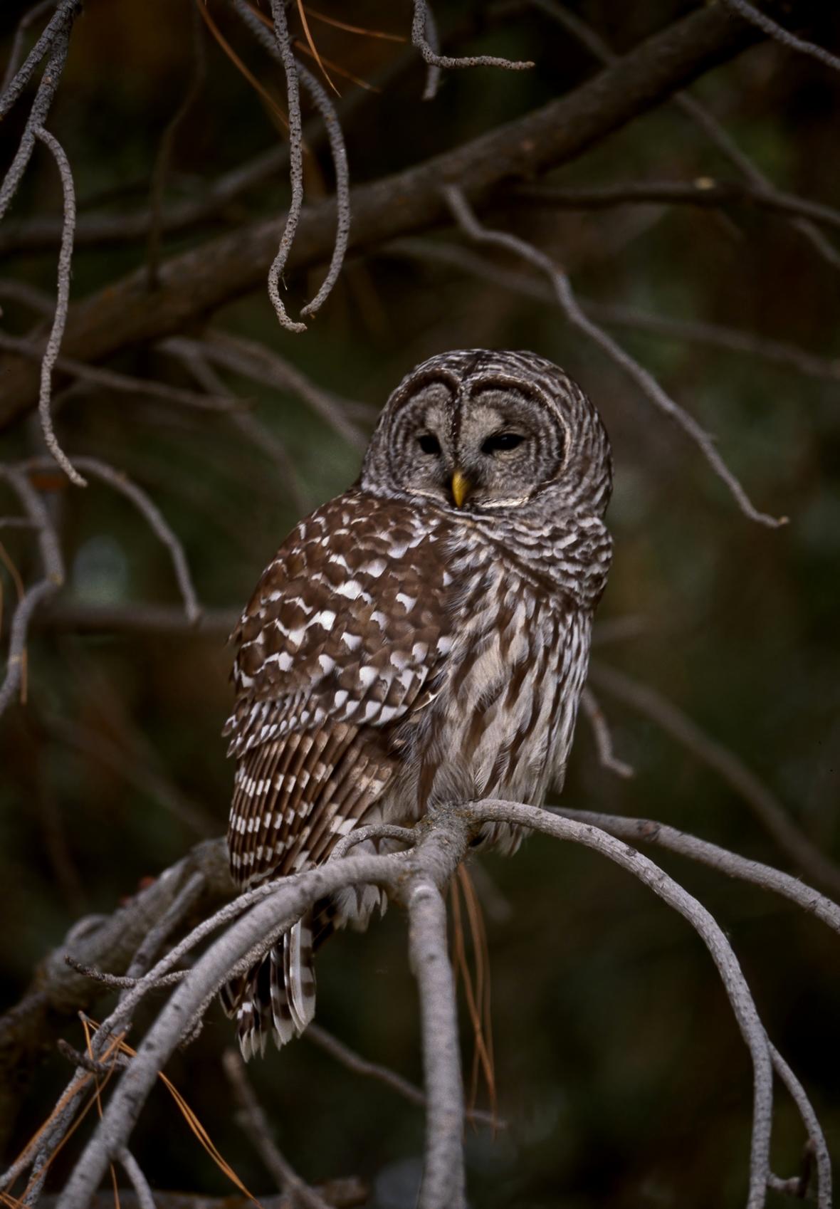 Owl Prowl - Shaker Village of Pleasant Hill