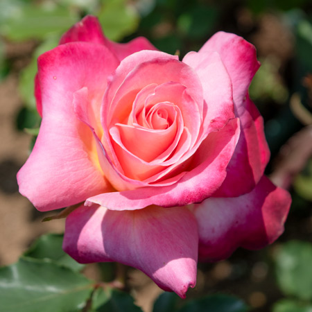 濃いピンク | 篠宮バラ園